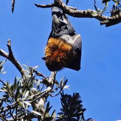 Centennial Park / Graukopf-Flughund