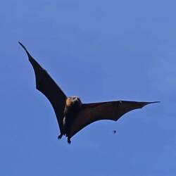 Centennial Park / Graukopf-Flughund