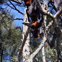 Centennial Park / Grey-Headed Flying Fox