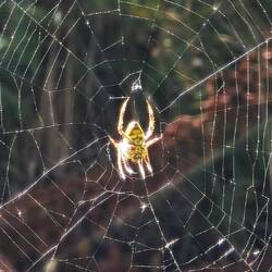 Centennial Park / Spinne