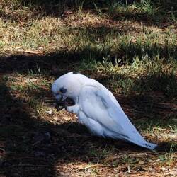 Centennial Park / Little Corella Cockatoo