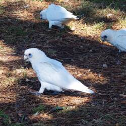Centennial Park / Little Corella Cockatoo