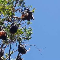 Centennial Park / Grey-Headed Flying Fox