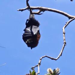 Centennial Park / Grey-Headed Flying Fox
