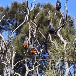 Centennial Park / Grey-Headed Flying Fox