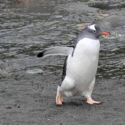Gentoo penguin, very pink feet