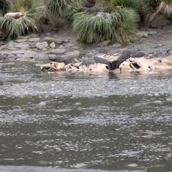 Giant petrel defending it's food. Gold Harbour