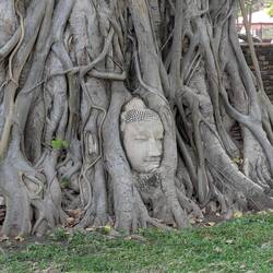 The severed head of a Buddha statue that had a bodhi tree grow around it.