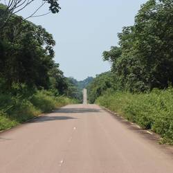 Noch ist der Regenwald dicht...