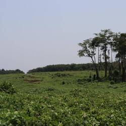 ...es gibt weniger Bäume