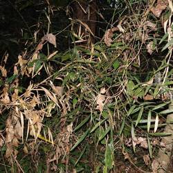 Rattan dient zur traditionellen Herstellung von Körben