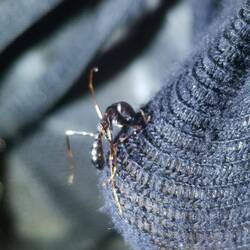 Die Ameisen beißen hier sogar durch Socken hindurch