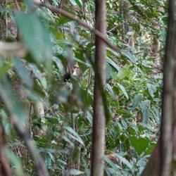 Nach langem Warten bei absoluter Ruhe bekommen wir einen zu Gesicht