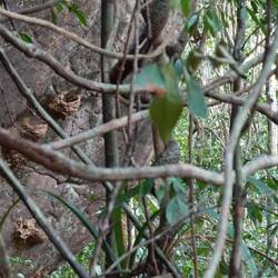 Die Nester des Gelbkopf-Felshüpfers - es gibt hier insgesamt acht, worin die Paare zusammen schlafen