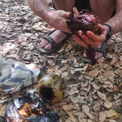 Das Innere der Frucht, das die Samen darin umhüllt