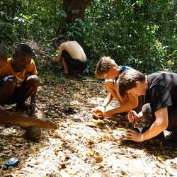 Die Früchte der Lianen werden aufgesägt, ausgehöhlt und getrocknet - fertig ist der Becher