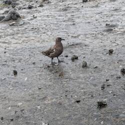 Ever present Giant Petrel