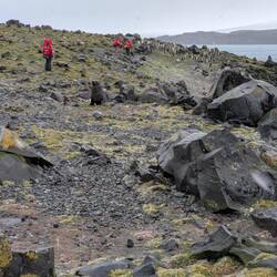 Avoiding a male fur seal