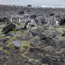 Pink feet of a Chinstrap penguin