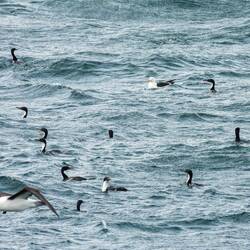 Photo-bombed by a black-browed albatross ... Shags in the Beagle Channel.