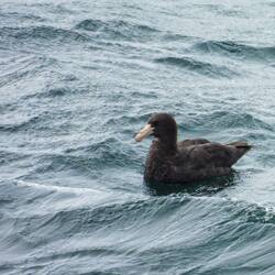 Giant petrel ... one of the scavengers of these latitudes ... Beagle Channel.
