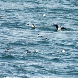 Shags resting on the water in the Beagle Channel.