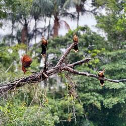 Hoatzin aka Stink bird