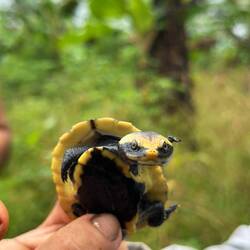 Krötenkopf Schildkröte