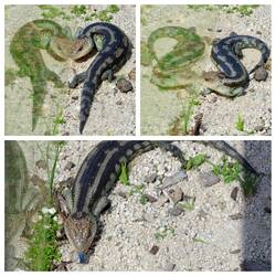Blauzungenskink 🦎