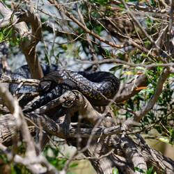Tasmanischer Tigerschlange