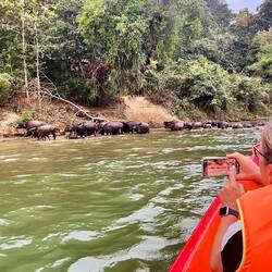 ....wilde Wasserbüffel im Fluss direkt neben uns