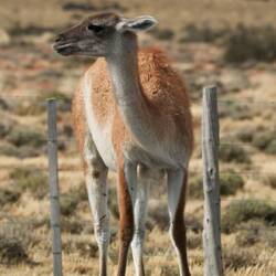 Guanaco