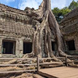 Fig tree encasing the temple