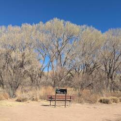 Cottonwoods haven't leafed out yet.