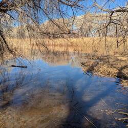 This area usually has a lot of water. No birds and the smell was of decay. Water is needed.