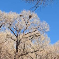 Blue heron nests. We saw birds in them a few years back.