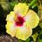 The hibiscus are huge and everywhere