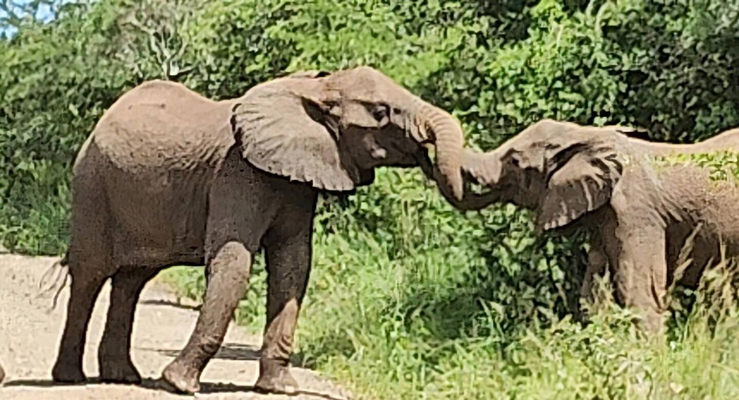 Communicating with trunk touches.