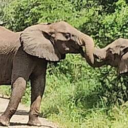 Communicating with trunk touches.