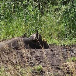 Cape buffalo taking a mud bath