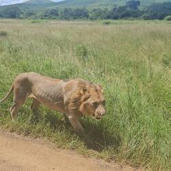 Male lion passing us by