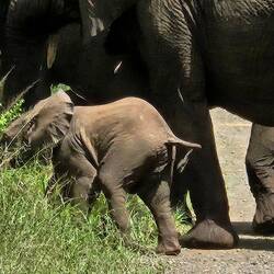 There were at least six babies about this size with the group