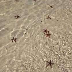 Starfish Beach