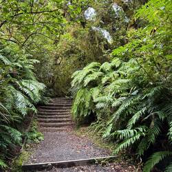 First part of the hike was lots of stairs up through a mossy forest
