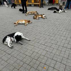 Local strays sleeping in the town
