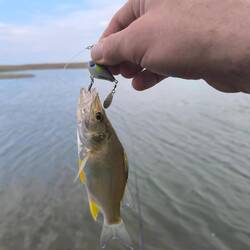 Im Fluss lief es besser! Über 2 davon freuten sich die Einheimischen, denen ich sie gab!