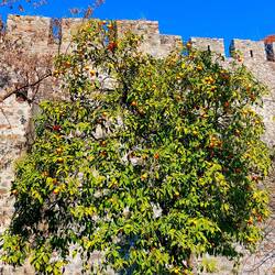 Alle Bäume sind voll von Orangen und Zitronen