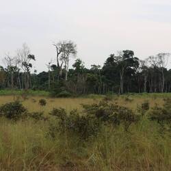 ...Gras und Bäume wechseln sich ab