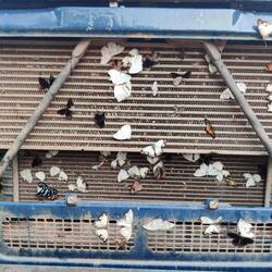 Ich reinige den Kühler, leider haben viele Schmetterlinge hier ihren Tod gefunden