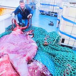 To date, no one has seen alive a colossal squid, which can grow to 6m (20 ft) long.